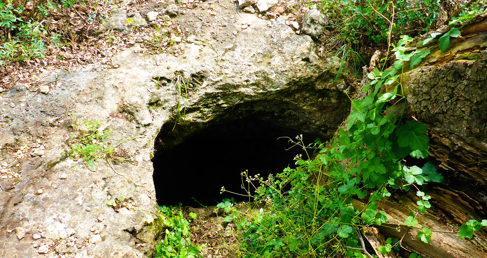 Crane Bat Cave