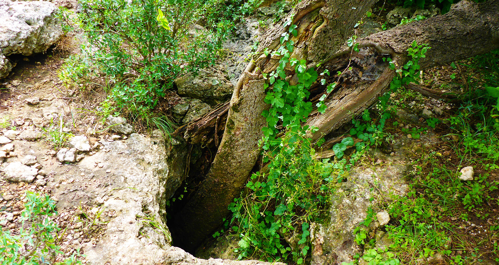 Crane Bat Cave